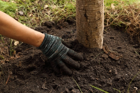 Tree Fertilization